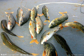 青海湟魚 青海湟魚