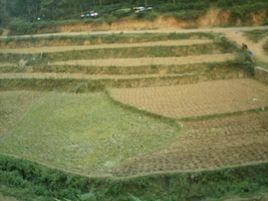 南達村[雲南省文山州廣南縣蓮城鎮南達村]