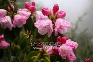 西昌杜鵑 西昌杜鵑