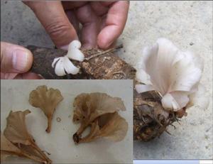 環境中的“小白菌”