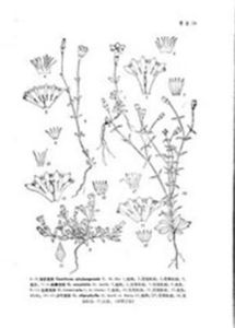 俅江龍膽 俅江龍膽