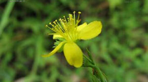 翅果耳草 翅果耳草