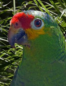 紅額亞馬遜鸚鵡 紅額亞馬遜鸚鵡
