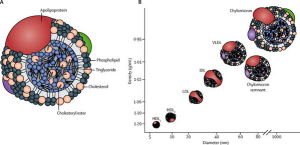 脂蛋白a的結構圖和密度圖