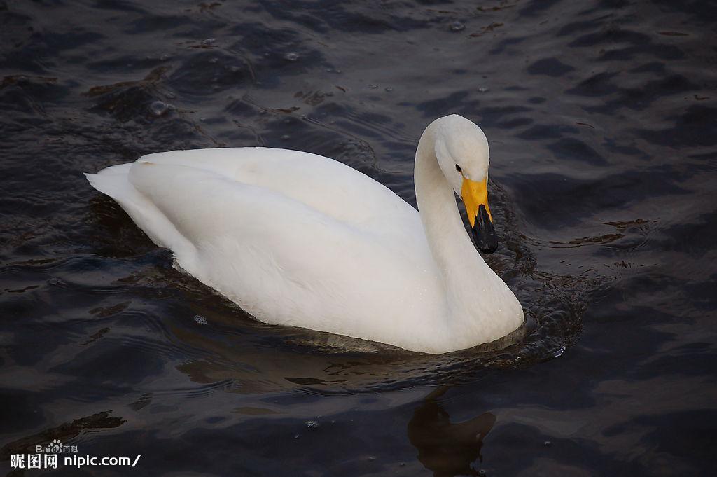 金沙島景區周邊的大天鵝