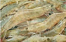 寧河縣養殖的南美白對蝦
