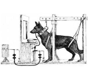 巴甫洛夫的狗 巴甫洛夫的狗