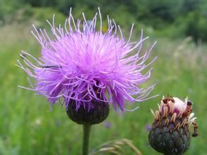 花麻花頭 花麻花頭
