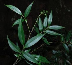 鐮葉越桔 鐮葉越桔