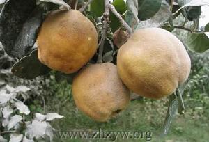 薇科榲桲屬植物榲桲