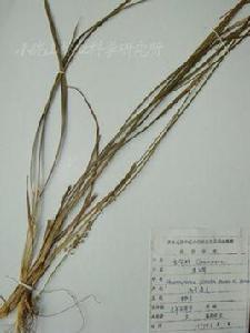 顯子草屬 顯子草屬