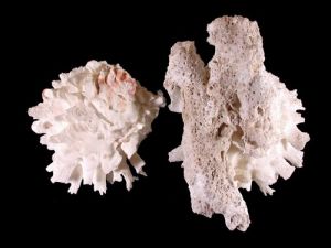 翹鱗猿頭蛤 翹鱗猿頭蛤