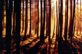 伊爾施鎮 伊爾施鎮