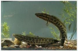 雙溝盤蟲科 雙溝盤蟲科