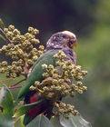 紫紅冠鸚鵡