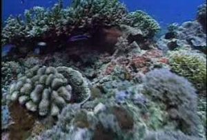 蘇祿蘇拉威西海 蘇祿蘇拉威西海