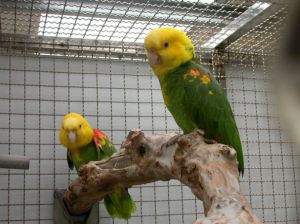 雙黃頭亞馬遜鸚鵡