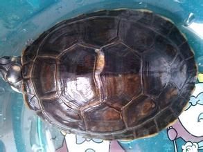 缺口平龜 缺口平龜