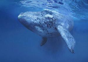 南露脊鯨