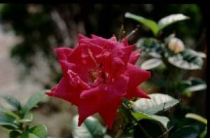 離瓣花冠 離瓣花冠