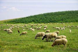 放牧食草動物 放牧食草動物
