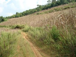 上水井村 上水井村