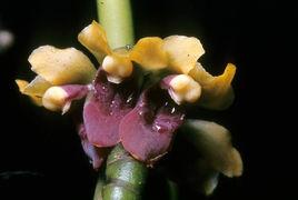 長葉釵子股 長葉釵子股