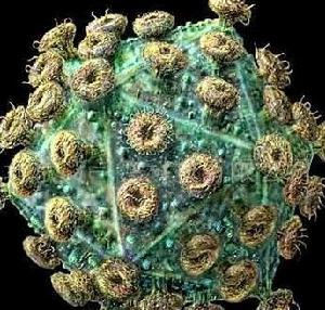 谷丙轉氨酶高 谷丙轉氨酶高