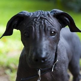 墨西哥無毛犬 墨西哥無毛犬