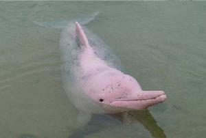 （圖）粉紅瓶鼻海豚