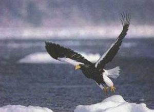 馬達加斯加蛇雕