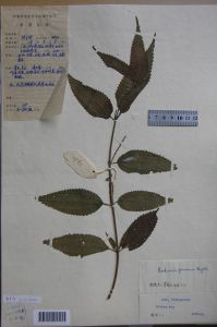 福州苧麻 福州苧麻