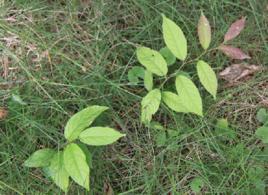 使君子根 使君子根