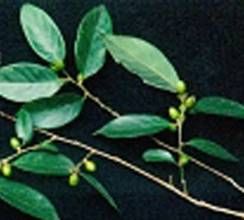 汝昌冬青 汝昌冬青