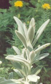 褐斑伽藍 褐斑伽藍