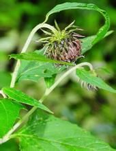 小頭風毛菊 小頭風毛菊