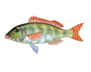 裸頰鯛科 裸頰鯛科