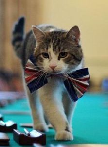 御用捕鼠貓 御用捕鼠貓