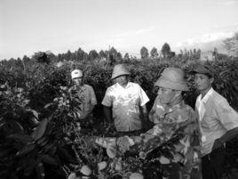 國營東路農場 國營東路農場