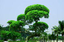 常綠植物（常青樹）