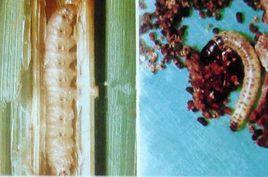 香蕉假莖象甲 香蕉假莖象甲