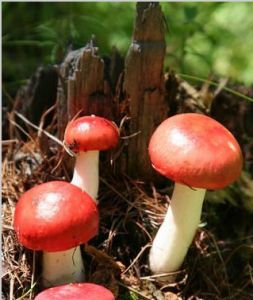 全緣紅菇 全緣紅菇