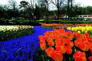 北京金盞鬱金香花園 北京金盞鬱金香花園