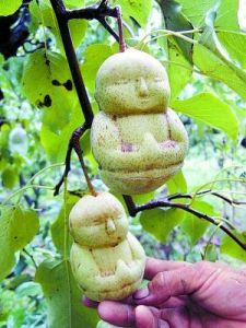 8月29日拍攝的“人參果”造型梨