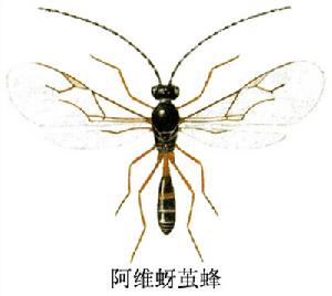 阿維蚜繭蜂 阿維蚜繭蜂
