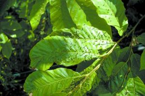 栗癭蜂幼蟲危害