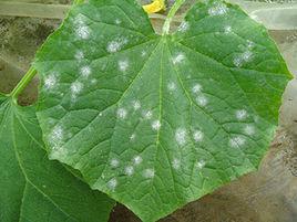 黃瓜白粉病 黃瓜白粉病