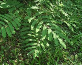 蘇木[蘇木科蘇木屬植物]