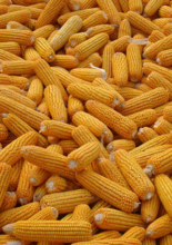 玉米[農作物]