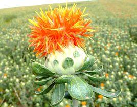 裕民無刺紅花 裕民無刺紅花